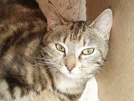 Blanding af racer Berta <,3  - Berta der ligger nede ved sine små katte ... den 7 Juni 2oo6 billede 19