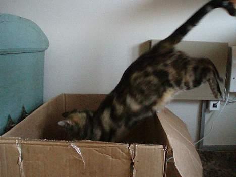 Blanding af racer Berta <,3  - Berta der springer ned til sine små misser... 7 juni 2oo6 billede 20