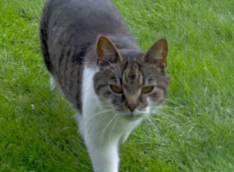 Huskat Layqy - Hun kommer listende... billede 1