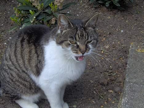 Huskat Layqy - Hun snakker som altid... Hun har meget at fortælle... billede 2