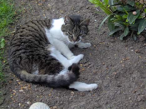 Huskat Layqy - Her ligger hun og slapper af, ude i haven... billede 3