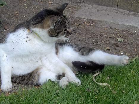 Huskat Layqy - Ved ikke lige, hvad hun laver... billede 4