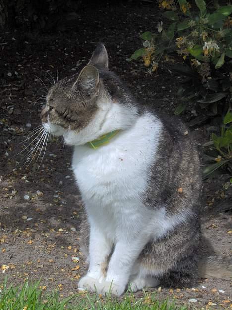 Huskat Layqy - Fornærmet!... billede 5