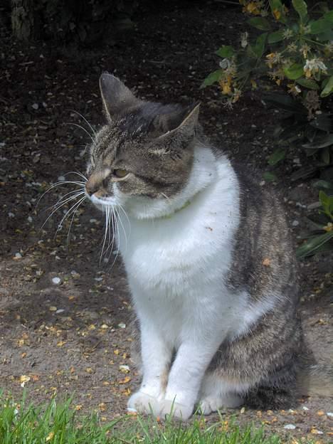 Huskat Layqy billede 6