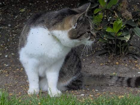 Huskat Layqy - Hvad glor du på? hehe billede 7