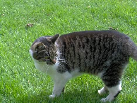 Huskat Layqy - Hmmmm!? billede 8