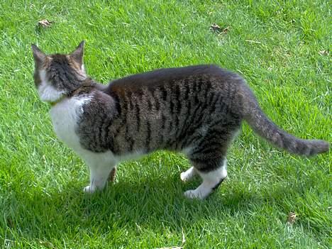 Huskat Layqy - Endnu mere Hmmmm! billede 9