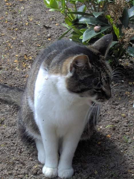 Huskat Layqy - Hehe!.. billede 10