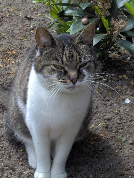 Huskat Layqy - Er jeg ikke bare charmende? billede 11