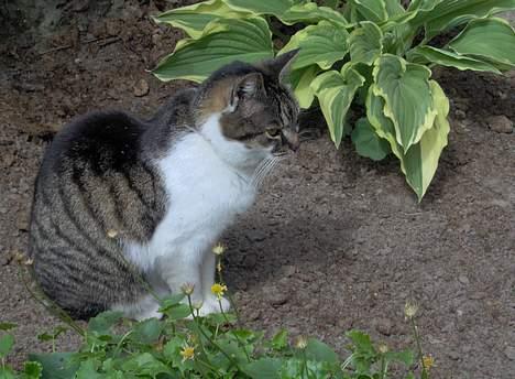 Huskat Layqy - Her sidder hun jo godt! billede 12