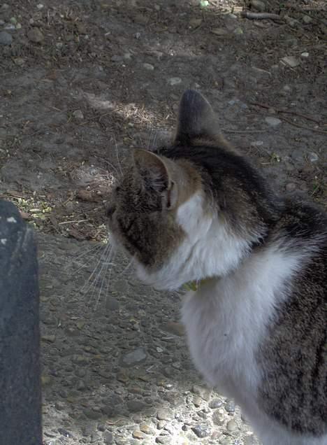 Huskat Layqy - Hvad mon hu nhar fået øje på!? billede 13
