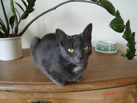 Huskat - Bella - forsvundet :-( billede 20