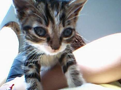 Huskat værner (død) billede 1