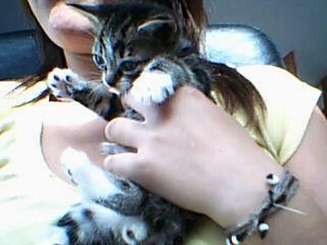 Huskat værner (død) billede 2