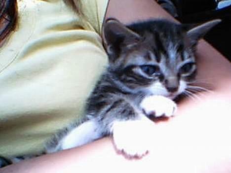 Huskat værner (død) billede 3