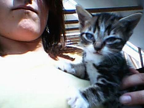 Huskat værner (død) billede 4