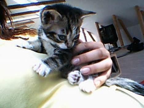 Huskat værner (død) billede 5