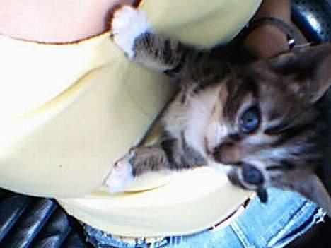 Huskat værner (død) billede 6