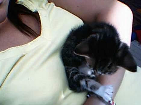 Huskat værner (død) billede 7