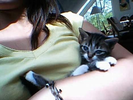 Huskat værner (død) billede 8