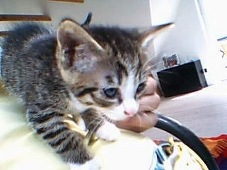 Huskat otto (givet væk) billede 2