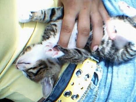 Huskat otto (givet væk) billede 3