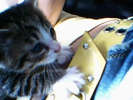 Huskat otto (givet væk) billede 4