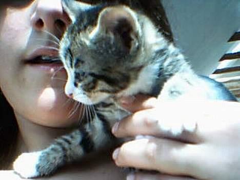 Huskat otto (givet væk) billede 5