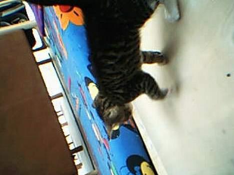 Huskat otto (givet væk) billede 6