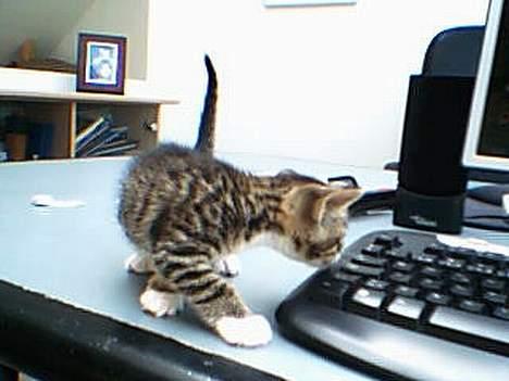 Huskat otto (givet væk) billede 7