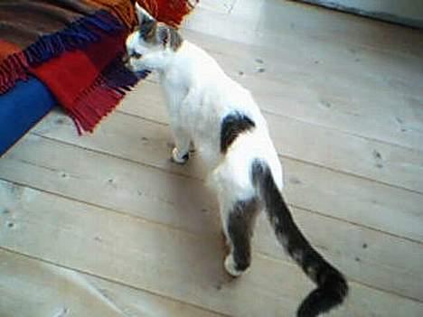 Huskat shell billede 2