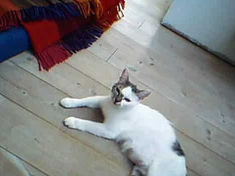 Huskat shell billede 3