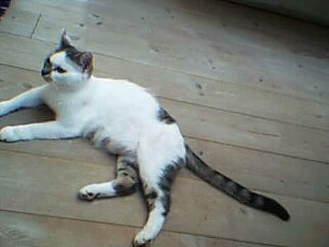 Huskat shell billede 4