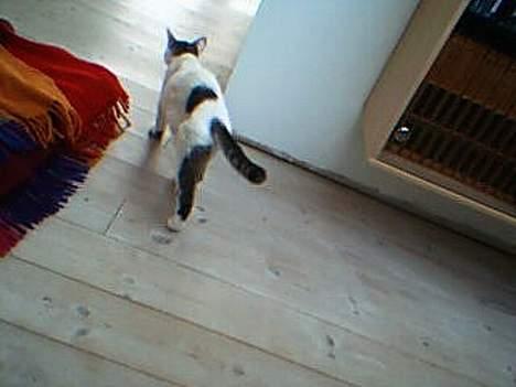 Huskat shell billede 5