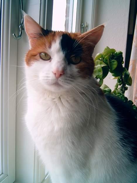 Huskat Frida billede 16