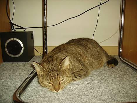 Huskat musen - se mig ;) billede 18