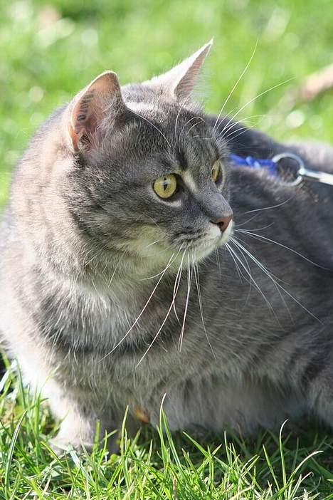 Huskat Simba (Himmelkat) billede 16