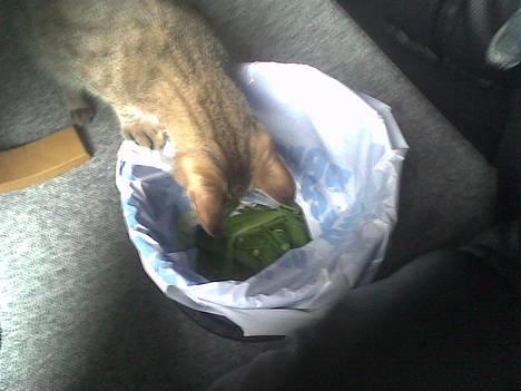 Huskat musen - hmm hvad er det mon de spiser billede 19