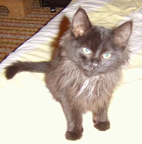 Norsk Skovkat Oliver - Nu sidder jeg helt stille billede 7