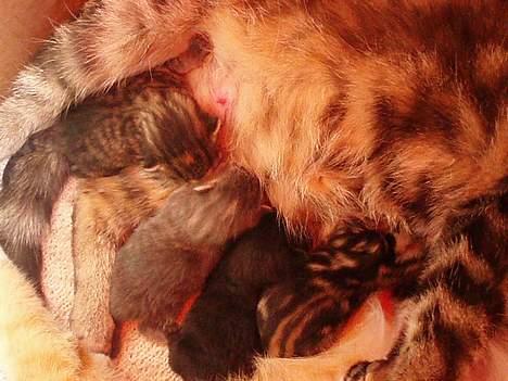 Huskat Berta´s Killinger :D billede 1