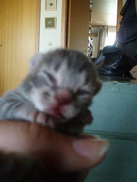 Huskat Berta´s Killinger :D - Den lysegrå misse kat <3   den 7  Juni 2oo6 billede 2