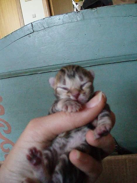 Huskat Berta´s Killinger :D - Den Mørkegrå.. 7 juni 2oo6 billede 3