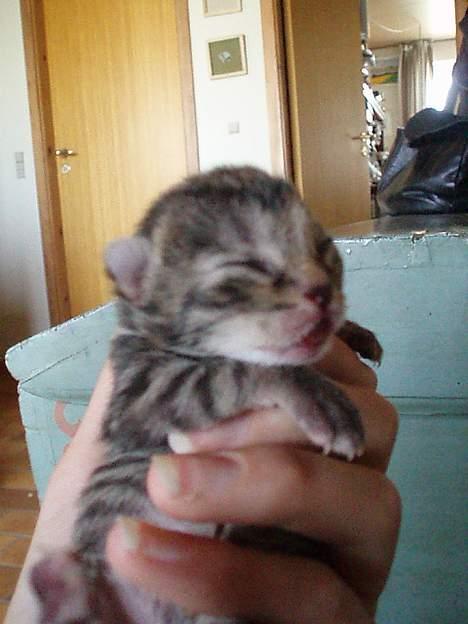 Huskat Berta´s Killinger :D - Den mørkegrå , som linger Berta... 7 juni 2oo6 billede 4