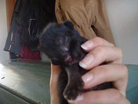 Huskat Berta´s Killinger :D - Den sorte kat <3     7 juni 2oo6 billede 5