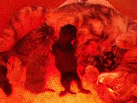 Huskat Berta´s Killinger :D - Den lille familie <3   Berta og de Små <3 billede 6