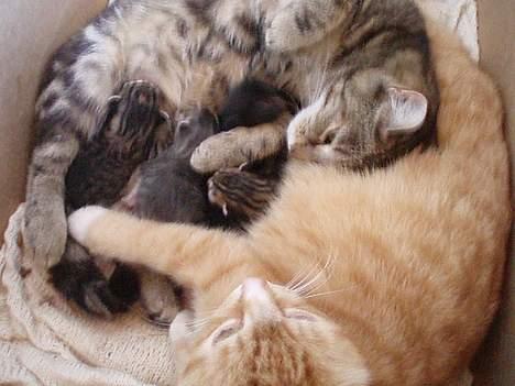 Huskat Berta´s Killinger :D - Berta Ligger lige på mor trilles mave , mens berta passer sine små Børn <3  den 7 Juni 2oo6 billede 7