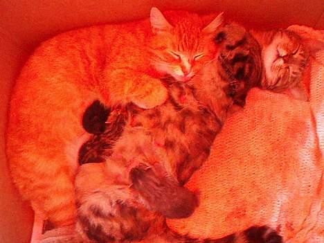 Huskat Berta´s Killinger :D - De hugger sig vist lige hvad ? billede 9