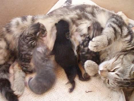 Huskat Berta´s Killinger :D - Ligger og patter Berta <3  billede 10