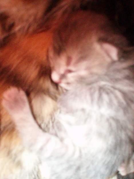 Huskat Berta´s Killinger :D - Den grå mis, ligger sødt <3 billede 11