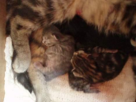 Huskat Berta´s Killinger :D - <3 billede 12